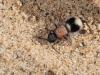 244835 – Photo : Lionel Casset – Namibie