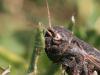 244026 – Photo : Sylvain Houpert – France (66)