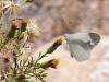 244168 – Photo : Lionel Casset – Namibie