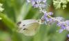 244814 – Photo : Nicolas Helitas – France (88)