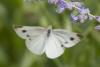 244815 – Photo : Nicolas Helitas – France (88)