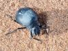 244359 – Photo : Lionel Casset – Namibie