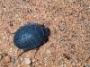 244439 – Photo : Lionel Casset – Namibie
