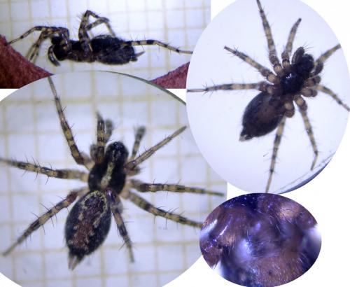 Réf. 245 380 : Textrix denticulata