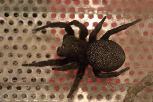 Eresus sp.
