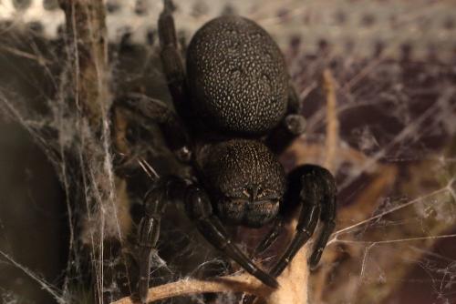 Eresus sp.