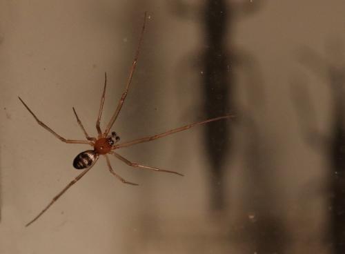 Steatoda grossa