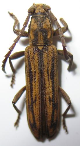 Réf. 245 593 : Dissaporus cachani