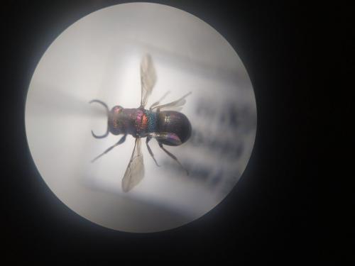 Réf. 245 420 : Hedychridium sp.