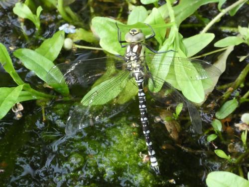 Aeshna cyanea