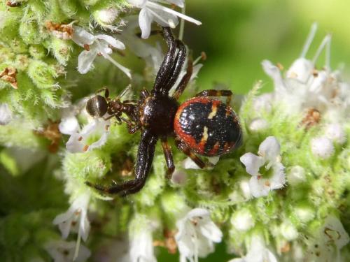 Réf. 245 575 : Synema globosum