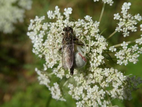 Tolmerus atricapillus