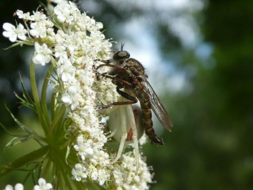Tolmerus atricapillus