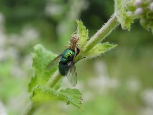 Xysticus sp.
