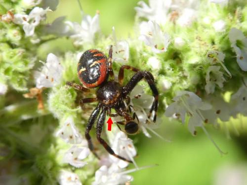 Synema globosum