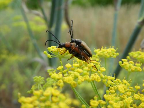 Stictoleptura rubra