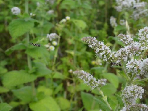 Syritta pipiens