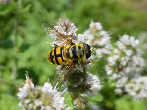 Réf. 245 542 : Myathropa florea
