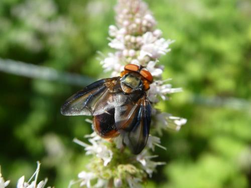 Phasia hemiptera