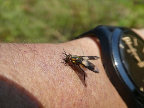 Réf. 245 549 : Chrysops caecutiens