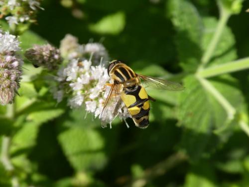 Helophilus trivittatus