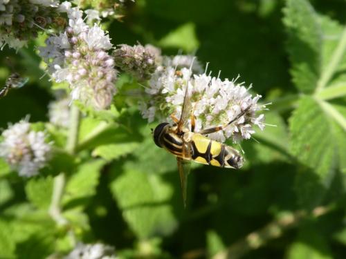 Helophilus trivittatus