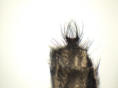 Tolmerus atricapillus