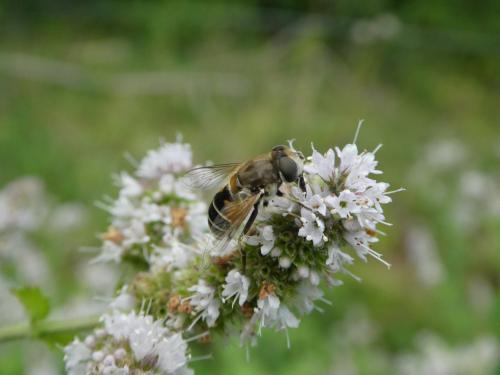 Eristalis arbustorum