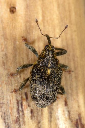Réf. 245 598 : Ceutorhynchus pallidactylus