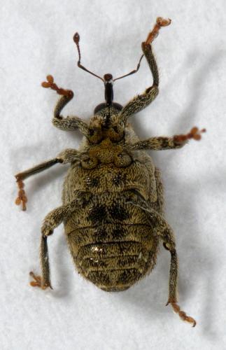 Réf. 245 600 : Ceutorhynchus pallidactylus