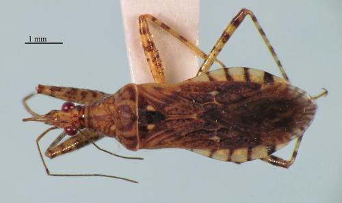 Réf. 245 085 : Hoplistoscelis pallescens