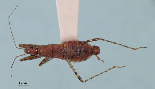Hoplistoscelis pallescens