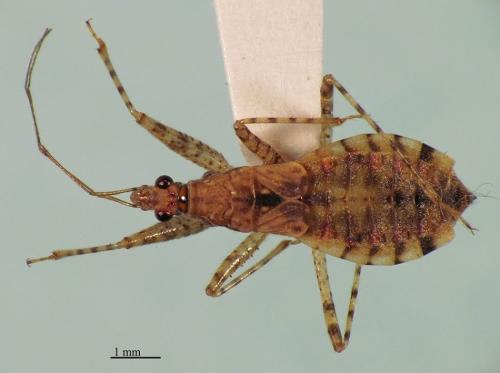 Hoplistoscelis pallescens