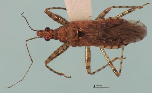 Hoplistoscelis pallescens
