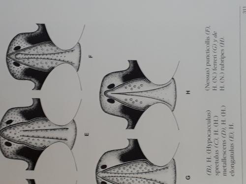 Hypocaccus divers