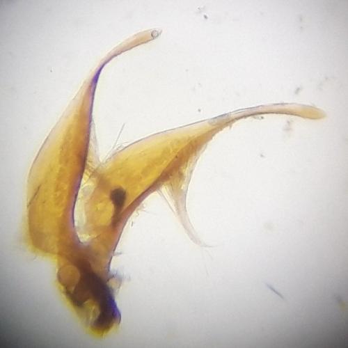 Réf. 245 713 : Ilybius montanus