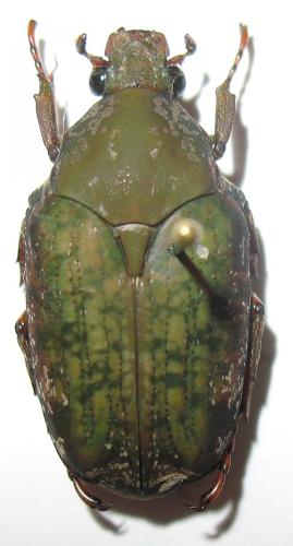 Pseudinca sp.
