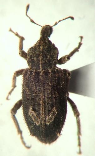 Listroderes costirostris