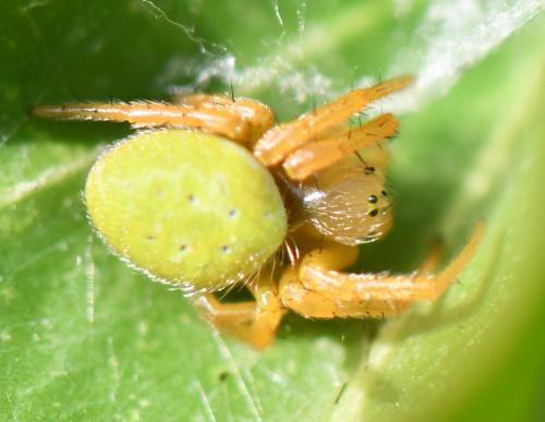 Araniella sp.
