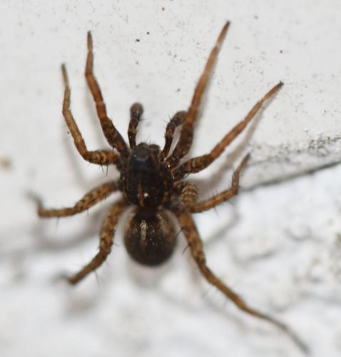 Pardosa sp.