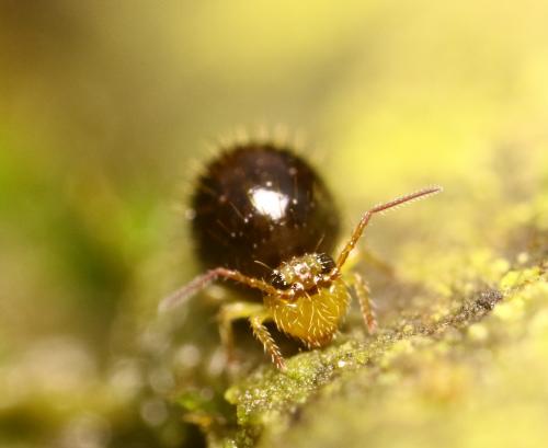 Réf. 245 320 : Caprainea marginata