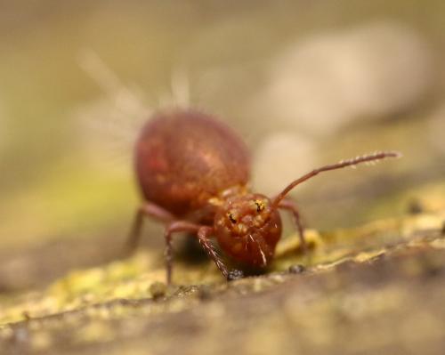 Dicyrtoma fusca