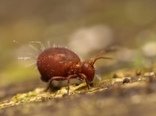 Dicyrtoma fusca