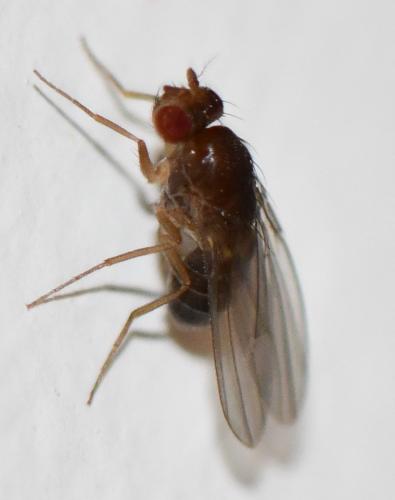 Réf. 245 679 : Drosophila sp.