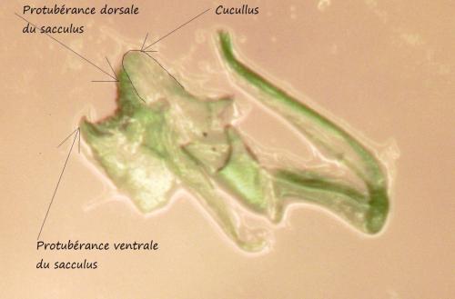 Réf. 245 504 : Coleophora pseudorepentis