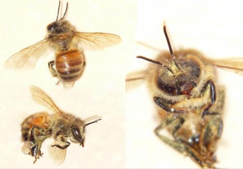 Apis mellifera