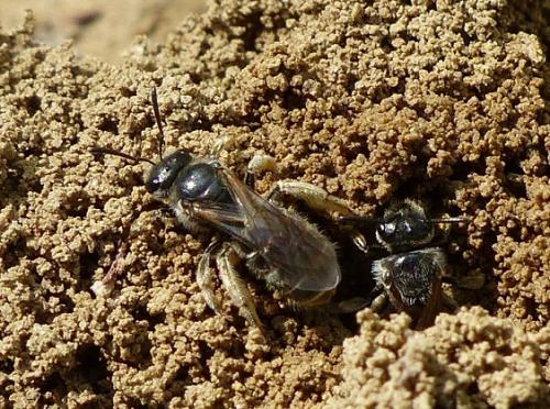 Lasioglossum sp.