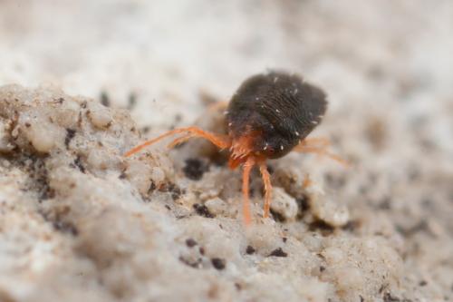 Bryobia praetiosa