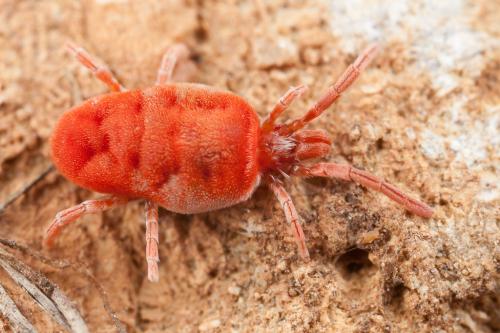 Réf. 245 881 : Allothrombium sp.