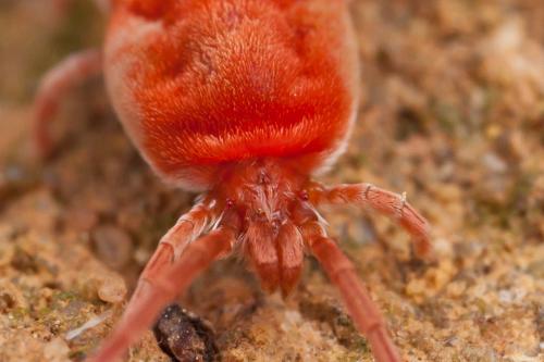 Réf. 245 968 : Allothrombium sp.